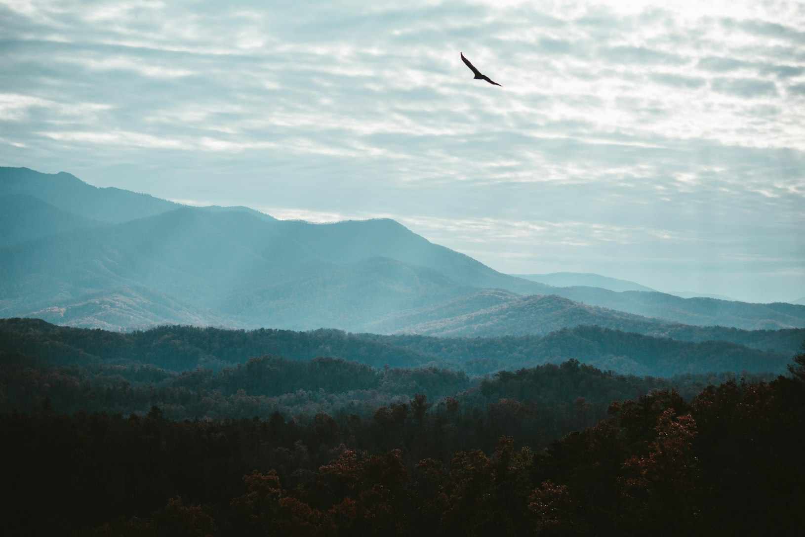 Sun shining on the Appalachian Mountains as a bird soars overhead - by Sean Foster